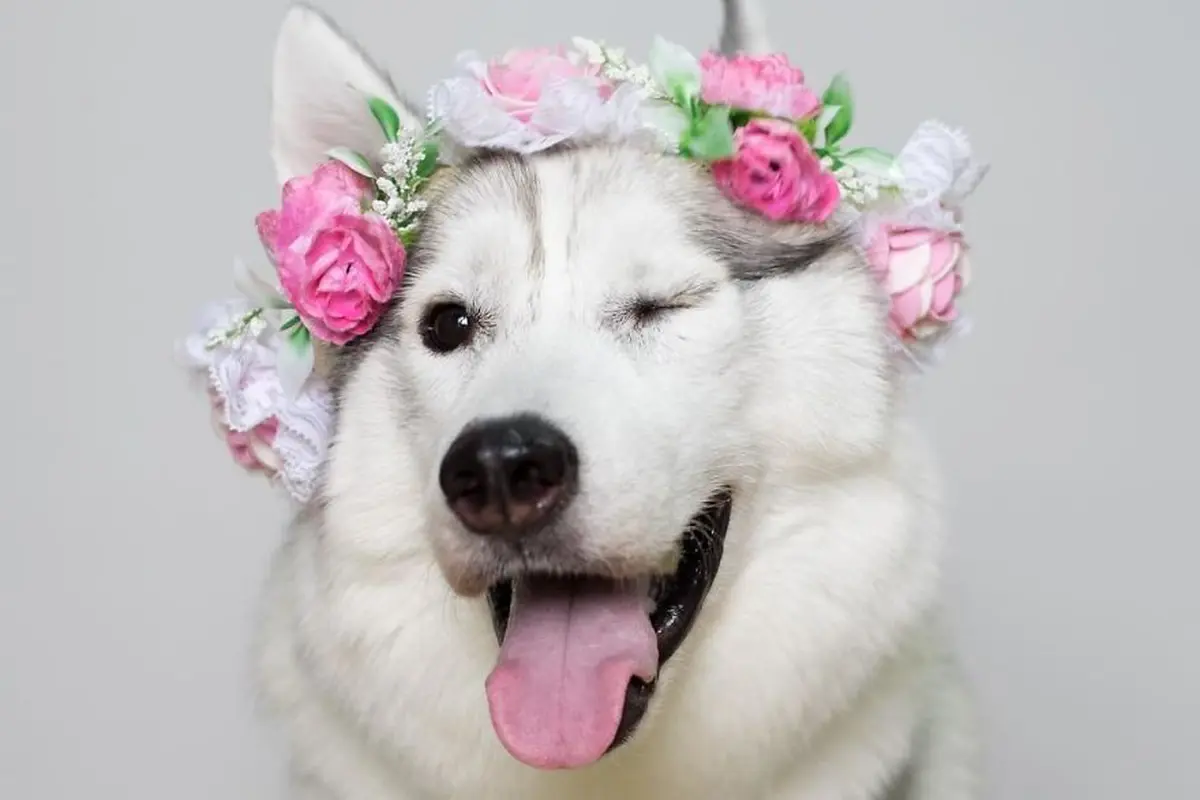 [Bintang] Anjing 