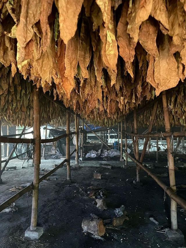 Jeremy Thomas Jadi Petani Tembakau