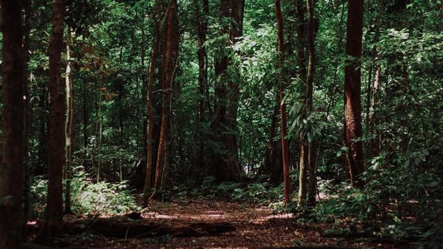Ilustrasi hutan Indonesia