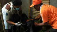 Proses vaksinasi hewan ternak sapi di Kecamatan Lumbang Probolinggo (Istimewa)