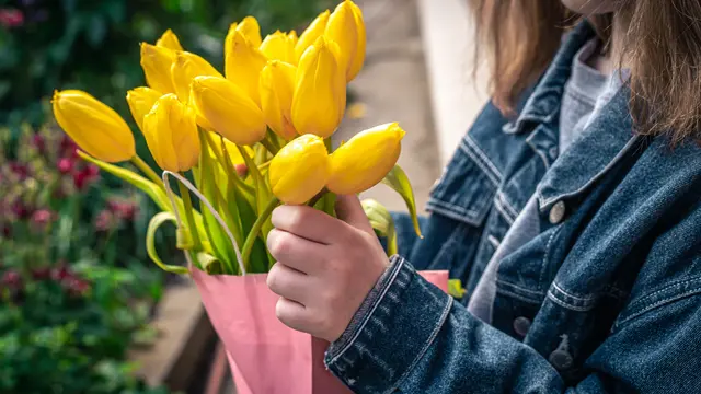 Waktu Tanam dan Suhu Ideal Tulip di Iklim Tropis