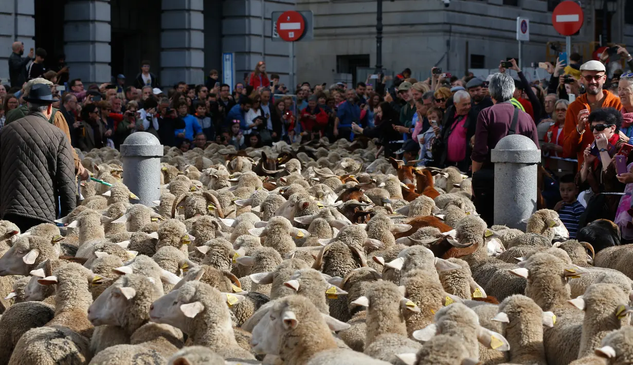 Warga melihat kawanan domba yang digembalakan melewati pusat kota Madrid, 21 Oktober 2018. Tradisi ini untuk mempertahankan hak menggembala dan migrasi  ternak secara tradisional yang semakin terancam praktik pertanian modern. (AP Photo/Paul White)