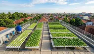Pertanian Hidroganik, Jurus Jitu Ketahanan Pangan dan Urban Farming di Palu