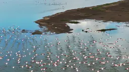 Kawanan burung flamingo terbang di atas danau yang terletak di Taman Nasional Amboseli, Kenya, 21 Juni 2018. Diperkirakan terdapat sekitar 400 spesies burung dan 47 jenis hewan liar di taman nasional ini. (AFP/TONY KARUMBA)