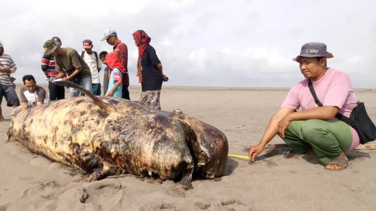 Paus Sperma ditemukan terdampar di Pantai Jogosimo, Kebumen, Minggu, 4 November 2018. (Foto: Liputan6.com/BKSDA Jateng/Muhamad Ridlo)