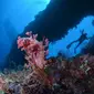 Maumere, jantung Flores adakan Festival Teluk Maumere untuk Anda yang ingin melihat keajaiban bawah laut di sana.