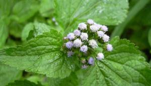 Daun Bandotan (Foto: Disbun Jatim)