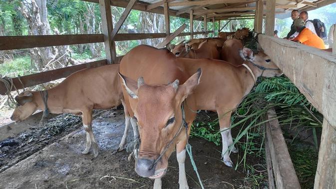 Bantuan sapi dari Badan Restorasi Gambut untuk revitalisasi ekonomi masyarakat yang mengelola lahan gambut. (Liputan6.com/M Syukur)