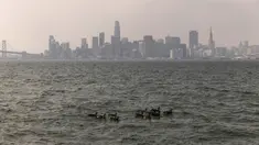 Sekelompok angsa berenang dekat Treasure Island saat lapisan asap akibat kebakaran hutan California Utara menyelimuti San Francisco, Amerika Serikat, Rabu (20/9/2023). (Stephen Lam/San Francisco Chronicle via AP)