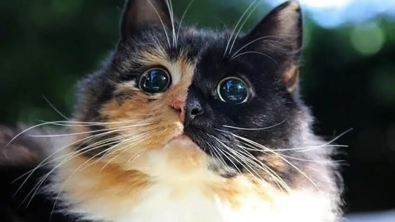 Meski Buta, Kucing Jasmine Punya Mata Bulat Sempurna