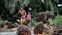 Harga Sawit Bikin Petani Jambi Lesu Sambut Lebaran