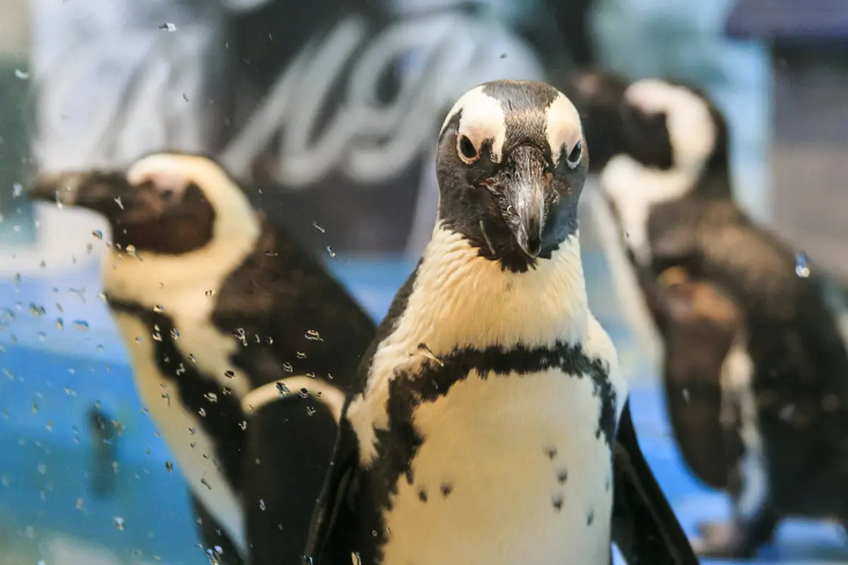 Kafe Penguin
