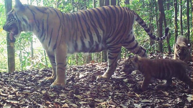 Keluarga Harimau Sumatera sedang bercengkerama di hutan (Liputan6.com / M.Syukur)