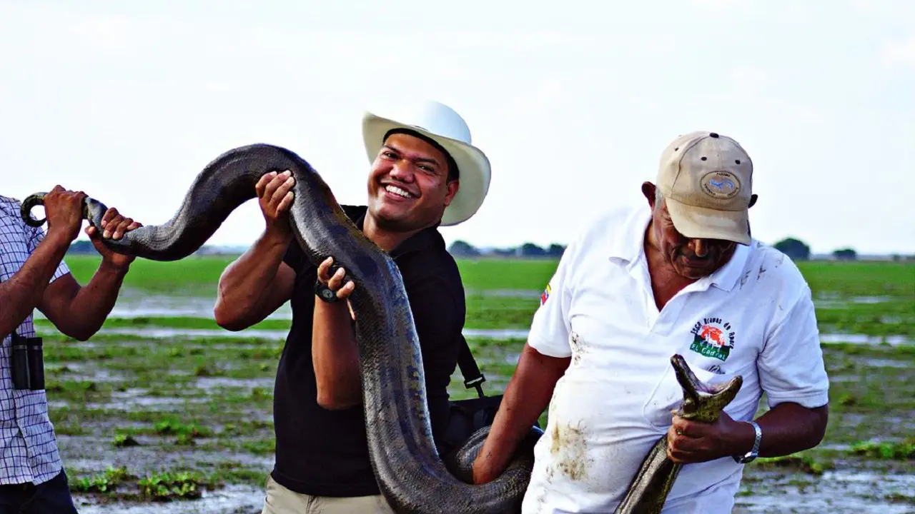 Anaconda Hijau (Eunectes murinus) (Wikimedia Commons)
