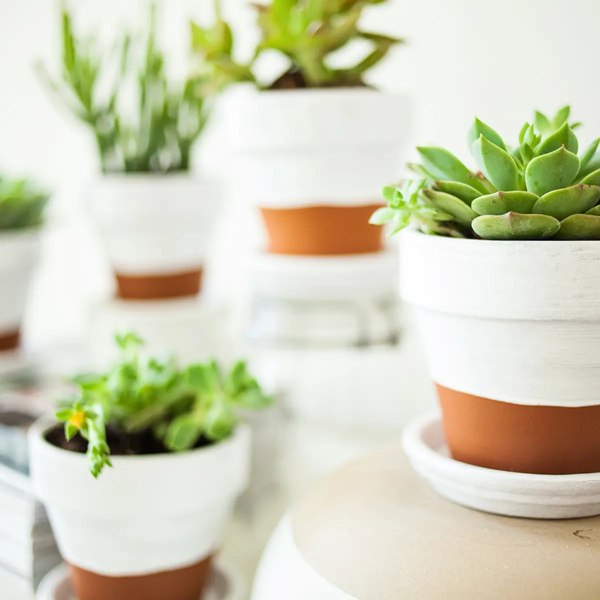 Ragam Pot Cantik yang Bisa Memperindah Ruanganmu - Photo Fimela.com