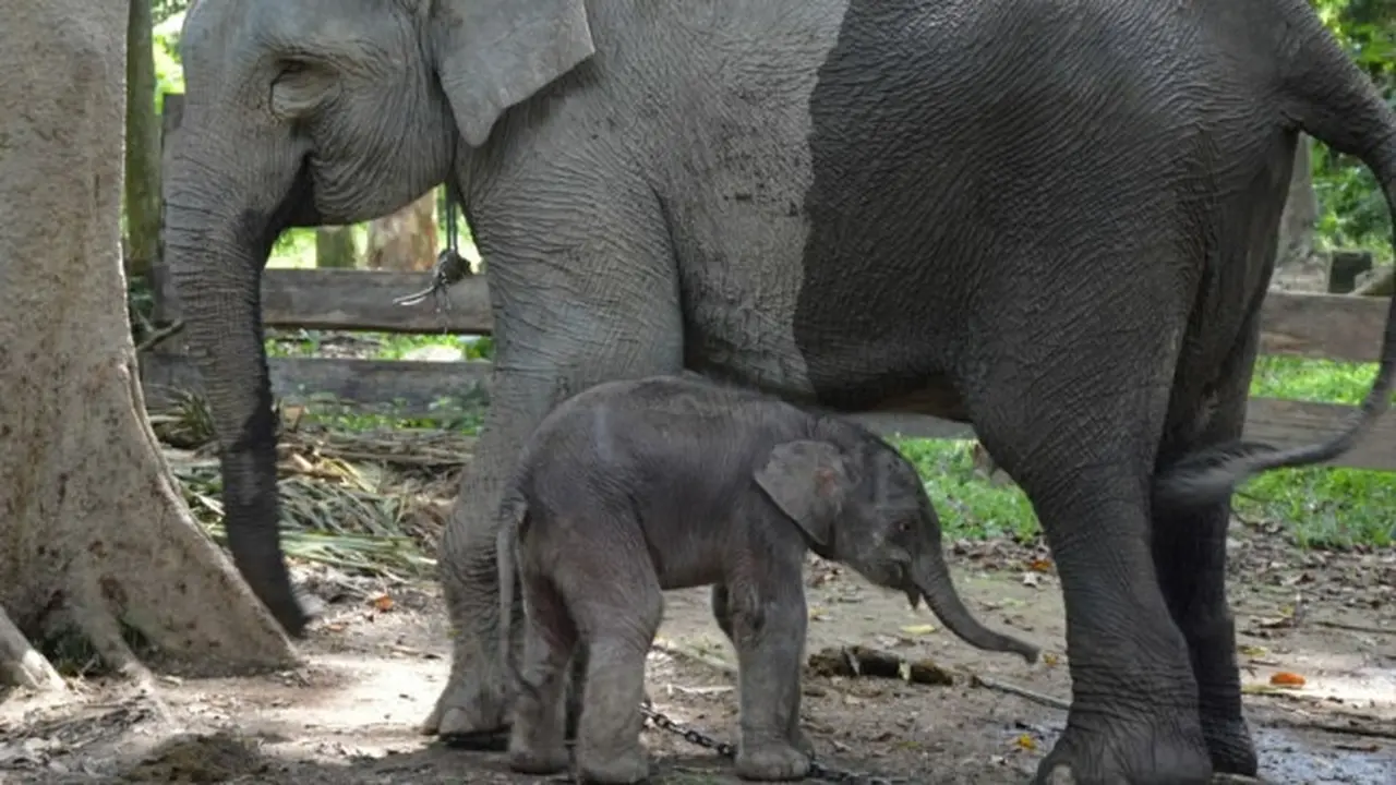 Bayi gajah Damar bersama induknya Ngatini di TWA Buluh Cina, Kecamatan Siakhulu, Kabupaten Kampar.