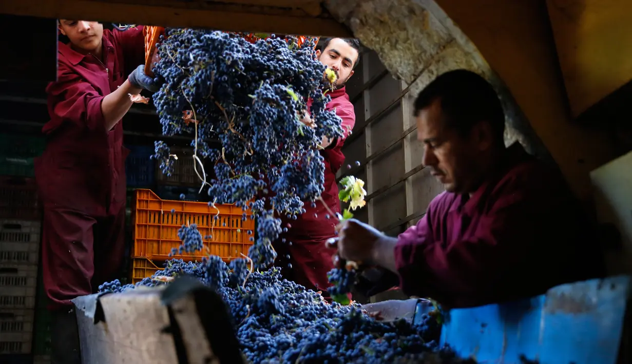 Pekerja memilah buah anggur yang baru dipanen untuk dibersihkan dan difermentasi menjadi arak di pabrik Doumaine de Tourelles, Kota Chtaura, Lebanon timur, 8 September 2018. (AP Photo/Hussein Malla)