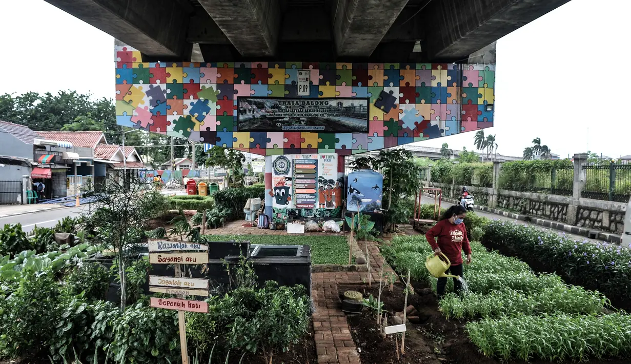 Warga melakukan perawatan taman sayur di kolong flyover Cipinang, Jakarta, Senin (1/2/2021). Atas inisiasi PPSU Kelurahan Cipinang dibantu warga setempat, lahan kosong di bawah flyover tersebut disulap menjadi ruang terbuka hijau dan area interaksi warga. (merdeka.com/Iqbal S. Nugroho)