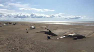 Puluhan paus pilot mati terdampar di pantai semenanjung Snaefellsnes, Islandia (18/7/2019). Sekitar 50 paus pilot mati di pantai terpencil di Islandia. Paus pilot tersebut diperkirakan mati karena lama terdampar di daratan pantai.(David Schwarzhans via AP)