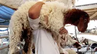Pedagang membawa seekor domba sembari menunggu pembeli hewan kurban di sebuah pasar ternak di Kuwait pada 5 Agustus 2019. Umat Islam di seluruh dunia akan merayakan Idul Adha yang identik dengan tradisi berkurban dengan hewan seperti kambing, domba, unta, sapi dan kerbau. (Yasser Al-Zayyat/AFP)