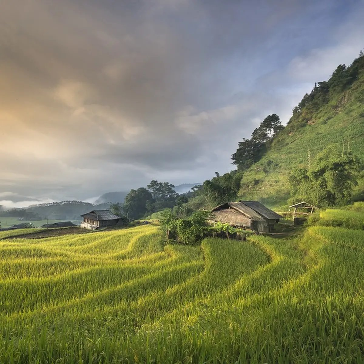 Arti Mimpi tentang Sawah, Mewakili Kebahagiaan - Ragam Bola.com