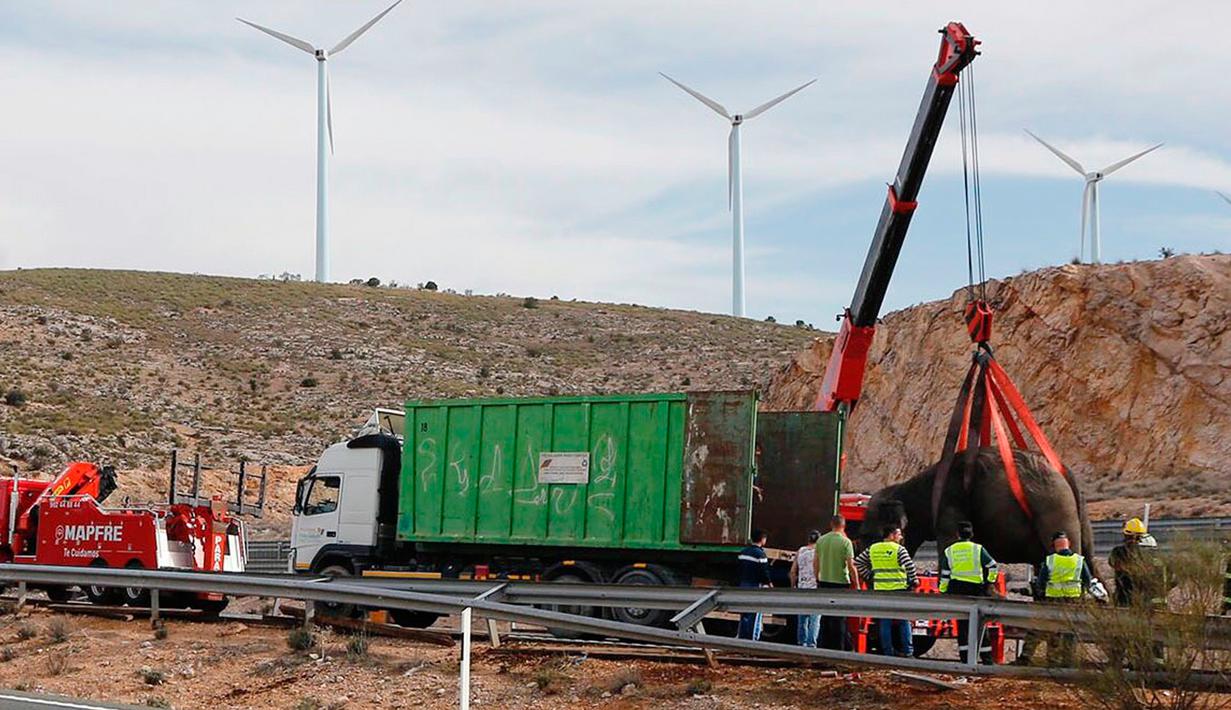 Petugas layanan darurat menggunakan crane mengangkat gajah sirkus dari jalan raya di Provinsi Albacete, Spanyol, Senin (2/4). Satu dari lima gajah tewas saat kendaraan pengangkut mereka mengalami kecelakaan. (El Digital de Albacete/María Guerrero via AP)