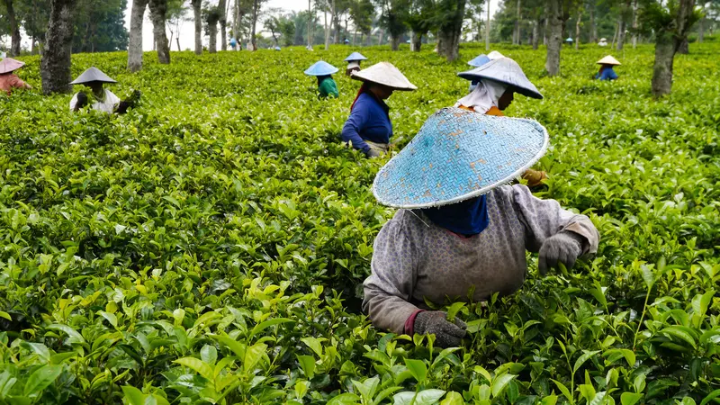 Kebun Teh Wonosari