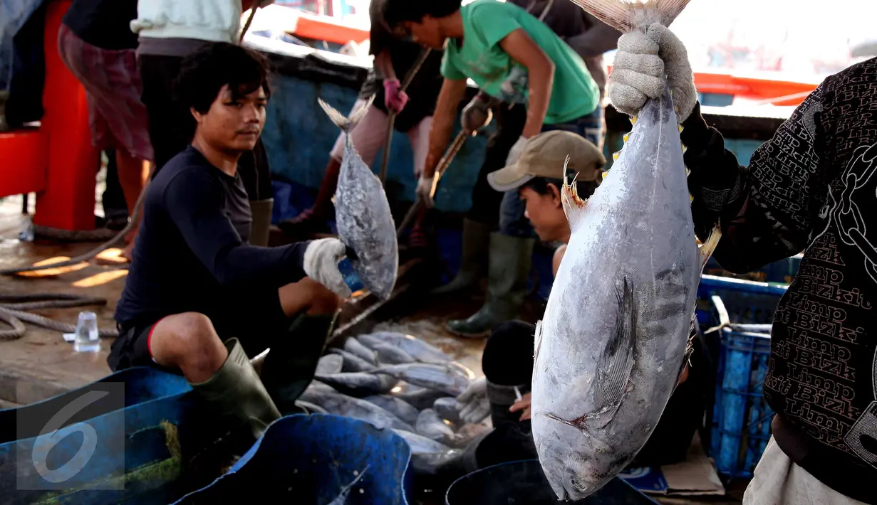 Aktivitas bongkar muat ikan di Pelabuhan Muara Baru, Jakarta, Selasa (22/9/2015). Nelayan mengeluh mahalnya BBM dan Peraturan Menteri No. 2/2015 tentang larangan penggunaan pukat hela dan pukat tarik membuat nelayan merugi. (Liputan6.com/Angga Yuniar) 