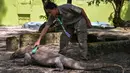 Seorang petugas memeriksa seekor komodo di Kebun Binatang Surabaya, Jawa Timur, pada Rabu 29 April 2026. (JUNI KRISWANTO/AFP)
