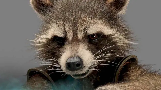 Rakun di Guardians Of The Galaxy Diajak Gabung The Muppets