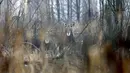 Dua ekor elks terlihat di zona eksklusi 30 km/19 mil di sekitar lokasi bencana reaktor nuklir Chernobyl, Belarus, 5 Maret 2016. 30 tahun pasca bencana nuklir paling buruk, sejumlah hewan langka kini banyak terlihat di lokasi itu (REUTERS/Vasily Fedosenko)
