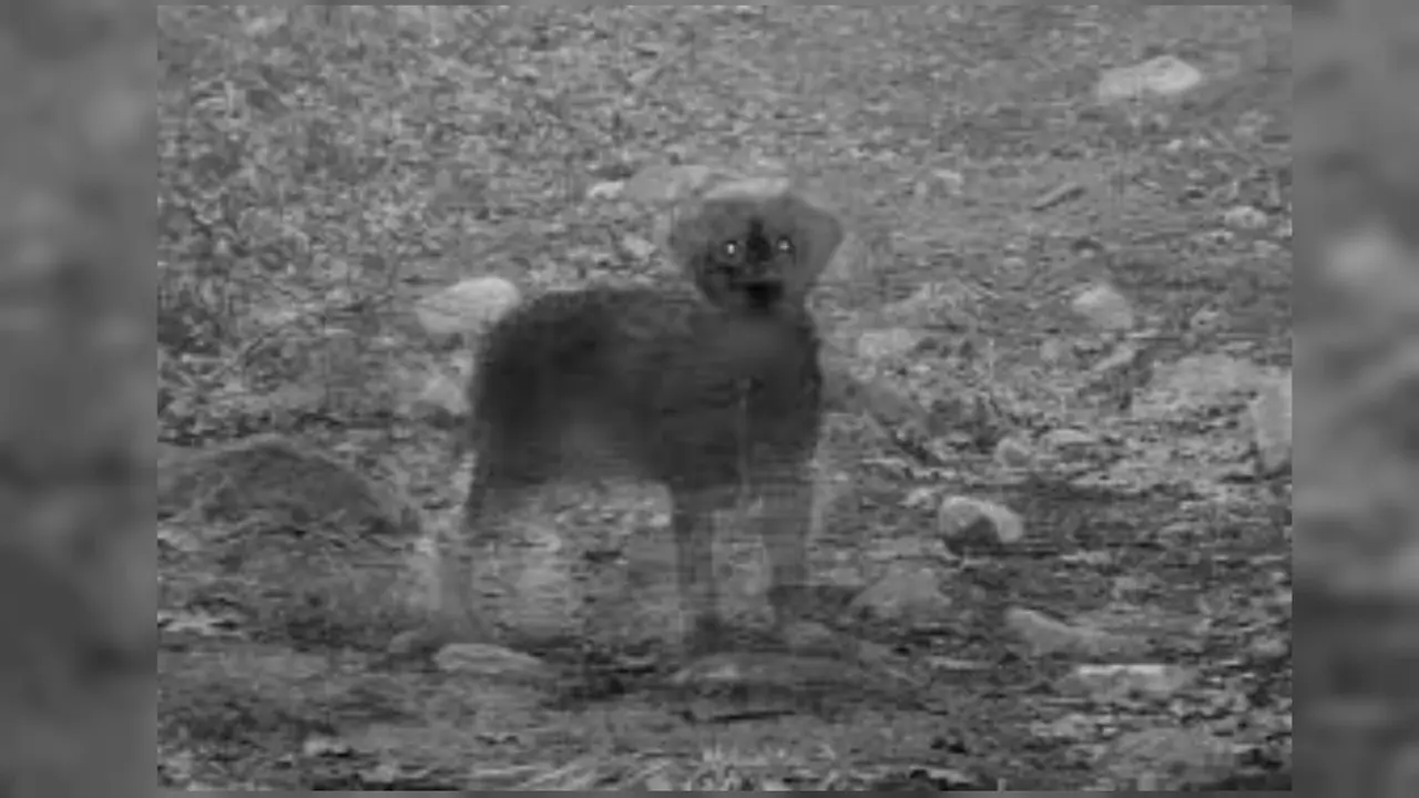 Suara Anjing Menyalak Buat Bergidik, Hantu? -03