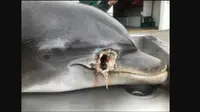 Lumba-lumba yang ditemukan di tewas di pesisir Naples, Florida. Dok: National Oceanic and Atmospheric Administration