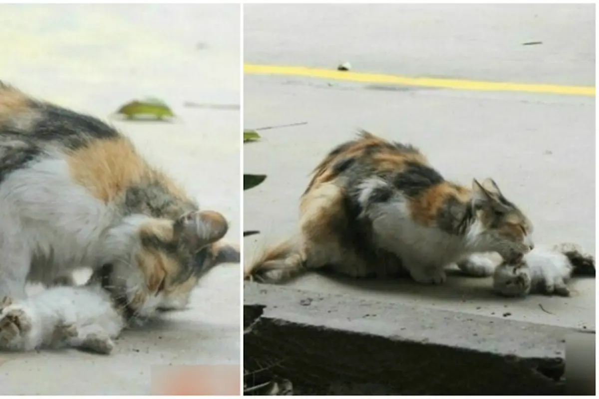 Induk kucing (0)