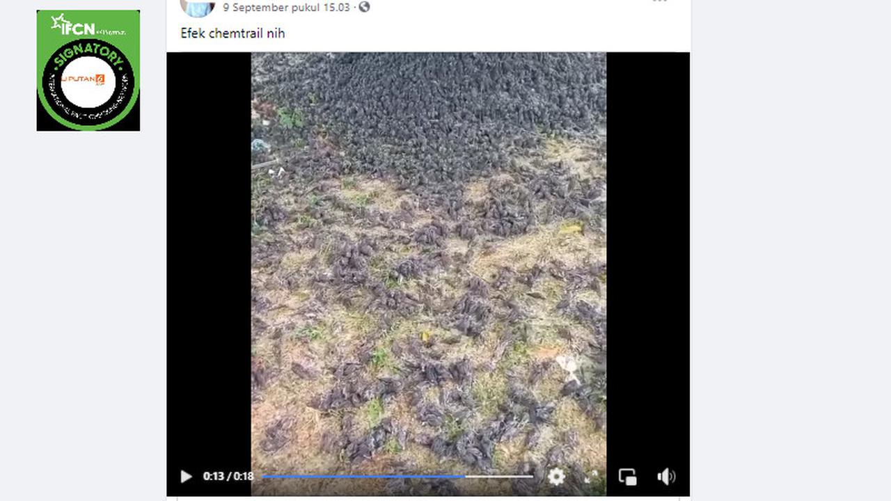 Cek Fakta Liputan6.com mendapati klaim burung pipit di Bali berjatuhan dan mati akibat efek chemtrail