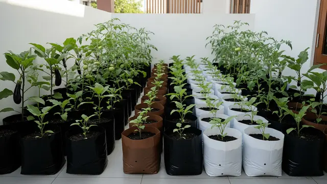 Model Kebun Polybag untuk Tomat dan Terong