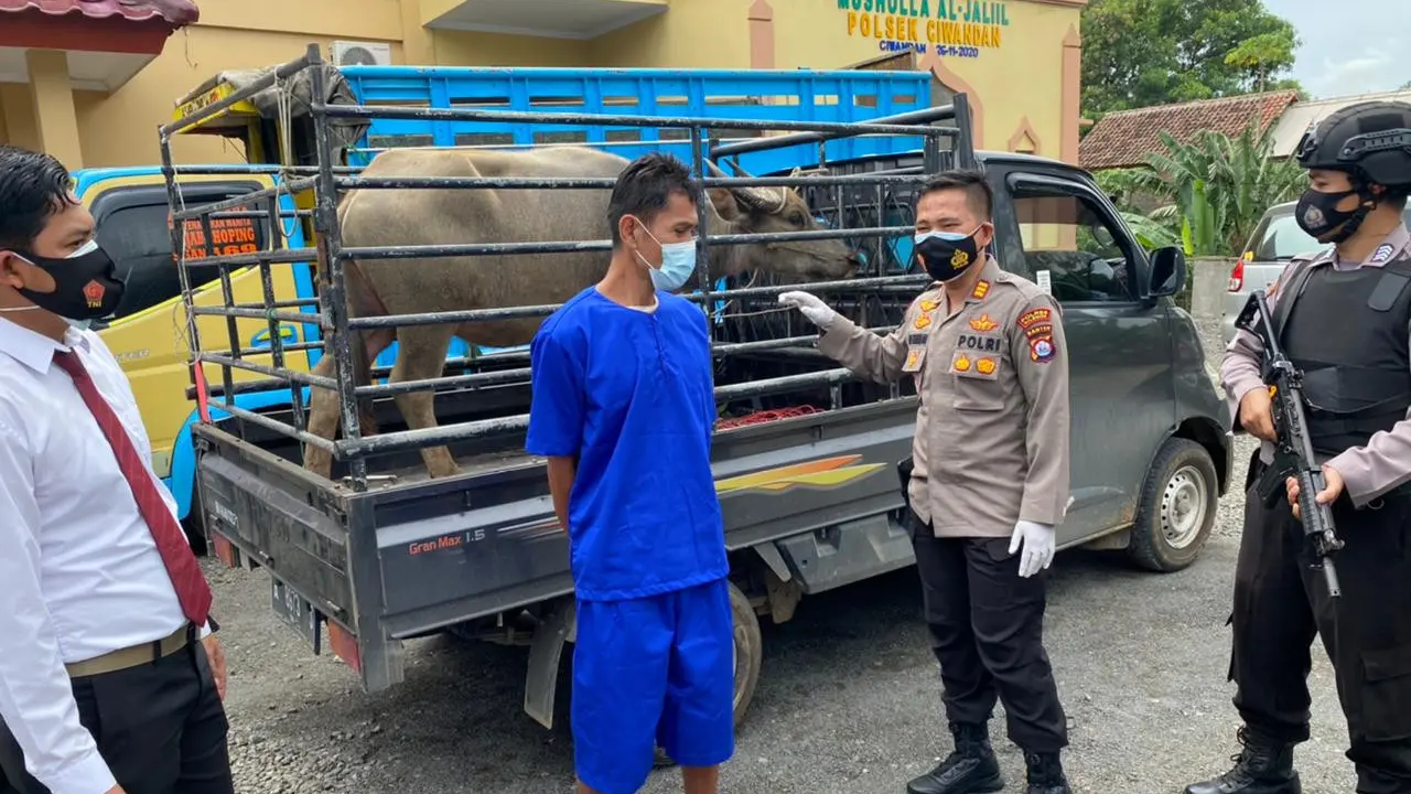 MH Curi Kerbau Untuk Beli Mobil. Pelaku Di Tangkap Personil Polsek Ciwandan.(Rabu, 03/02/2021). (Dokumentasi Polsek Ciwandan).