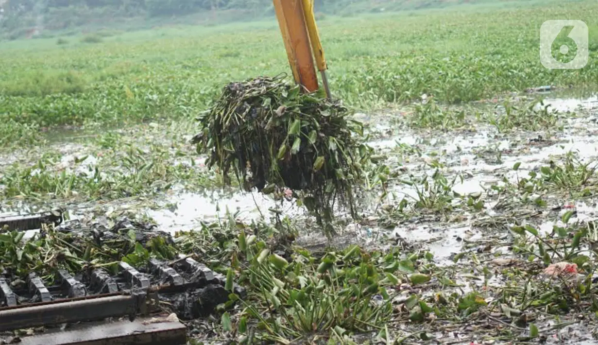 Petugas menggunakan alat berat untuk mengeruk eceng gondok yang memenuhi permukaan Setu Pengarengan, Depok, Jawa Barat, Senin (16/12/2019). Pengerukan dilakukan untuk membersihkan Setu Pengarengan dari eceng gondok yang tumbuh selama kurang lebih satu tahun terakhir. (Liputan6.com/Immanuel Antonius)