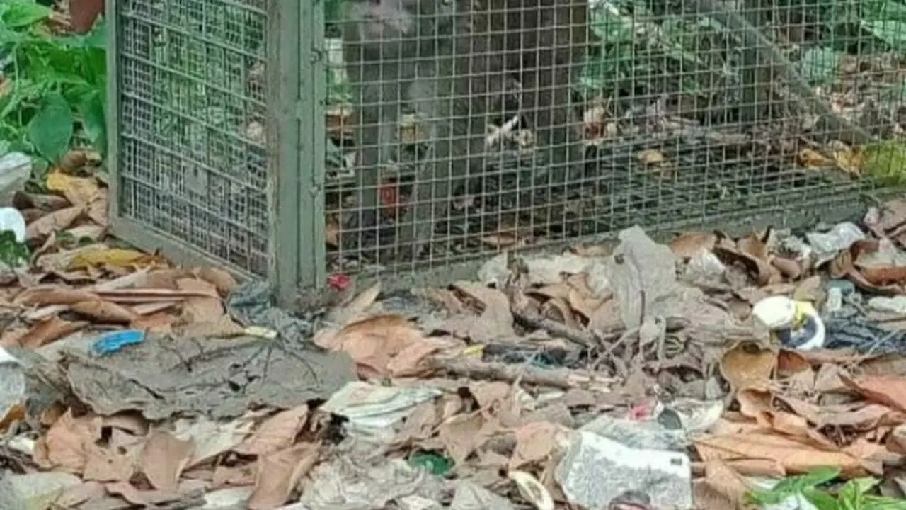 Monyet liar yang meresahkan warga di Desa Kalong Sawah, Kecamatan Jasinga, Kabupaten Bogor, akhrinya tertangkap.