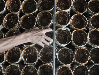 Aktivitas pekerja saat memproduksi kue keranjang Hoki di kawasan Sawangan, Depok, Kamis (20/1/2022). Menjelang Tahun Baru Imlek, industri kue keranjang Hoki milik Kim Hin atau akrab disapa Djohari (66) yang telah dirintis sejak 1988 itu mulai kembali bergeliat. (merdeka.com/Iqbal S Nugroho)