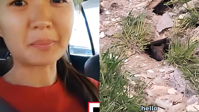 Tikus Menghantui Mobil Parkir