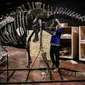Seorang pakar asal Italia merakit kerangka dinosaurus, Diplodocus sebelum mulai dilelang di Balai lelang Drouot, Paris, Jumat (6/4). Bagi penggemar dinosaurus, pengumuman lelang ini mungkin akan menjadi kabar gembira. (STEPHANE DE SAKUTIN/AFP)