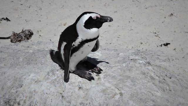 Penguin Jackass
