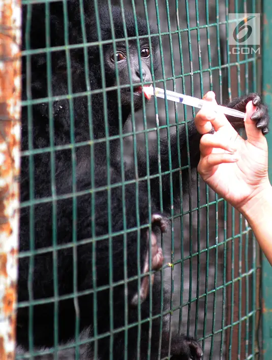 Dokter hewan yang juga aktivis Animal Sanctuary Trust Indonesia (ASTI)  memberi vitamin ke Siamang (Symphalangus syndactylus) yang merupakan hasil sitaan dari warga di tempat Pusat Transit Satwa Gadog ASTi, Bogor, Senin (11/3). (merdeka.com/arie basuki)
