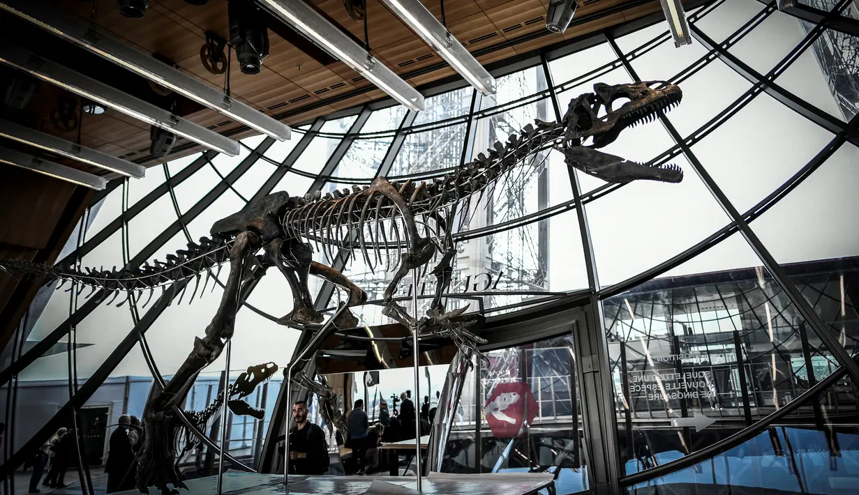 Kerangka dinosaurus yang sangat langka dipajang di lantai pertama Menara Eiffel, Paris, 2 Juni 2018. Kerangka yang diyakini sebagai dinosaurus spesies baru itu berhasil terjual seharga 2 juta euro atau lebih dari Rp 32 miliar. (AFP/STEPHANE DE SAKUTIN)