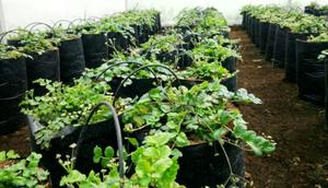 Budidaya Purwoceng di dalam greenhouse. (Foto: Liputan6.com/Humas Unsoed/Muhamad Ridlo)