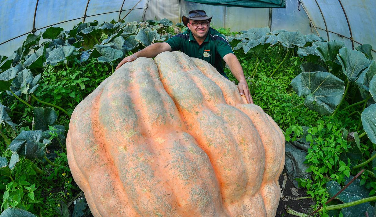 Oliver Langheim menunjukkan labu miliknya di dalam rumah kaca di Fuerstenwalde, Jerman, Kamis (21/9). Labu raksasa ini memiliki bobot sekitar 550 kilogram. (AFP PHOTO / Patrick Pleul)