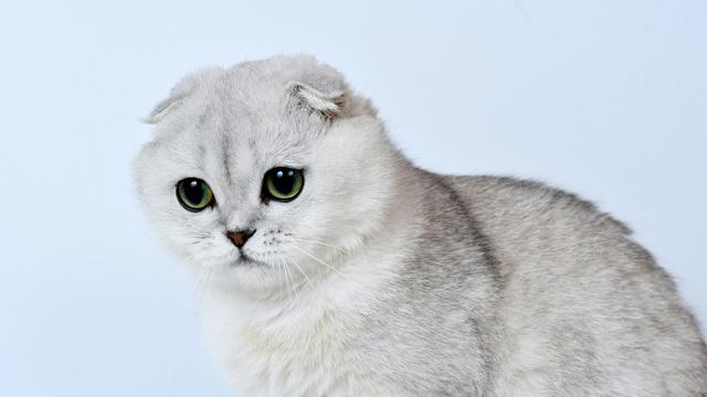 Scottish Fold