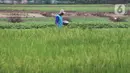 Petani menggarap sawah di kawasan Tangerang, Banten, Sabtu (19/2/2022). Menteri Pertanian Syahrul Yasin Limpo telah membangun pertanian dari peningkatan produksi dan pengembangan hilirisasi sampai pada sektor pertanian sebagai bantalan pertumbuhan ekonomi nasional. (Liputan6.com/Angga Yuniar)