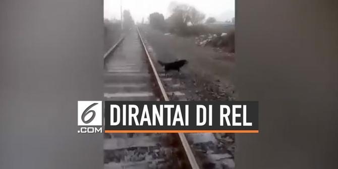 VIDEO: Anjing Dirantai di Rel, Kereta Api Berhenti Mendadak